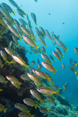 Wall Mural - Thailand: Huge swarm of schooling bigeye snappers at the suba diving spot Richelieu Rock