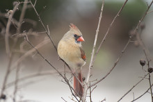 Close-up Female Bird  Northern Cardinal From Virginia 