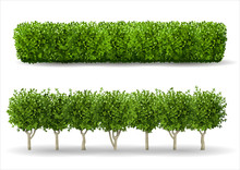 Bush In The Form Of A Green Hedge. Ornamental Plant. The Garden Or The Park. Set Of Fences. Vector Graphics