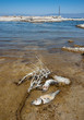 Dead skeletal fish washed up on the shore of Salton sea in southern California
