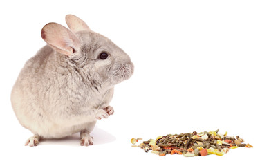 light chinchilla, chinchilla eating, chinchilla on white background, chinchilla food