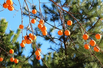 Wall Mural - Ripe persimmon on a tree in winter