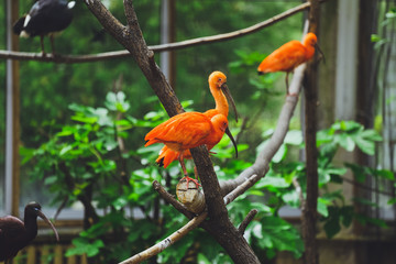 Wall Mural - Red bird Ibis