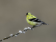 American Goldfinch Perched On Pussy Willow Branch
