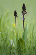 Orchis purpurea on a meadow