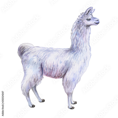 Llama Or Alpaca Look On Face Hand Drawn Watercolor Illustration Cute Mammal Animal Painting Isolated On White Background Template Manual Work Close Up Buy This Stock Illustration And Explore Similar Illustrations At Adobe