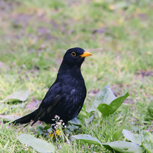 Bird Blackbird With Yellow Eyes And Yellow Beak Posing On Green Grass.