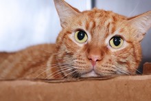 Cute Orange Tabby Cat