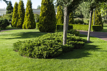 Wall Mural - Ornamental bushes of evergreen thuja in a landscape park