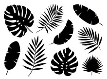 Black Silhouettes Of Tropical Palm Leaves Isolated On White Background. Exotic Plants Leaves Set. Vector Illustration