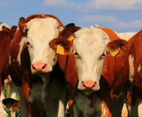 Canvas Print - cow portrait