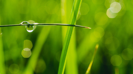 Dew drops on a blade of grass in the morning light. Macro.