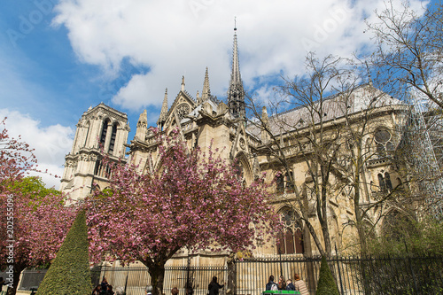 Plakat Kwitnące drzewo wiśni kwitnące wiosną przed katedrą Notre-Dame w Paryżu, Francja