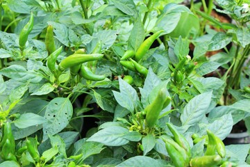 Canvas Print - Fresh chilli on tree in the garden