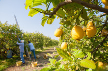 Closeup View Of Lemons On Tree And Pickers At Work In The Background