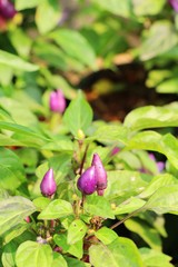 Canvas Print - Fresh chilli on tree in the garden