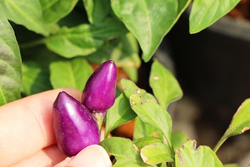 Canvas Print - Fresh chilli on tree in the garden