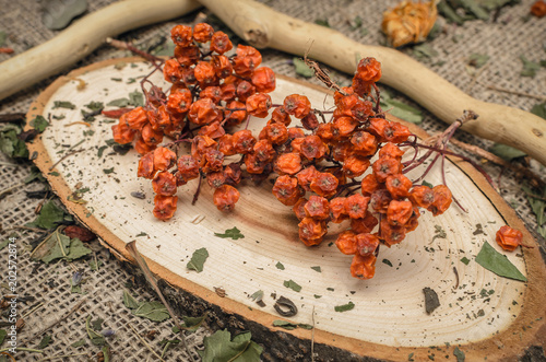 Fotografie, Obraz Herbal medicine concept. Dry rowanberry on sackcloth background.