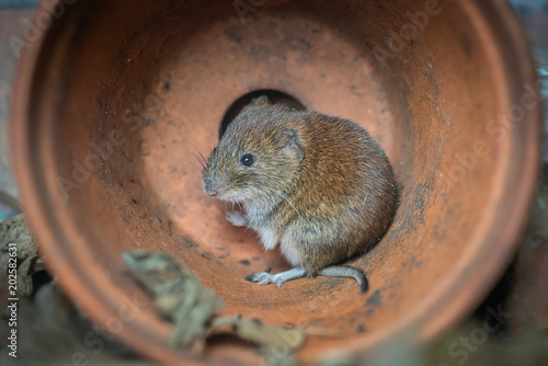Cuadros en Lienzo A close up photograph pf a small bank vole rodent hiding from predators in a fal