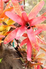  Bromeliad flower in the garden with nature
