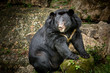 Asian black bear cute is sitting.