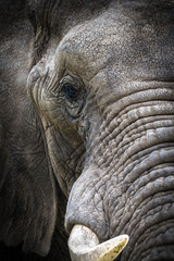 Wall Mural - Teilportrait eines afrikanischen Elefanten im Addo National Park in Südafrika