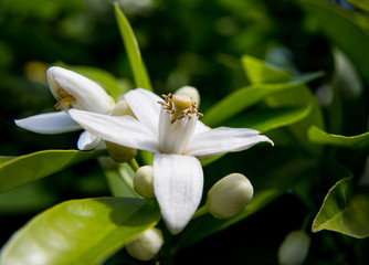 Neroli. Green bright orange tree leaves and orange flower neroli with raindrops, dew background