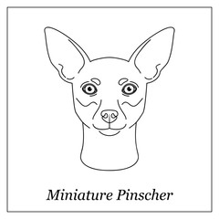 Wall Mural - Isolated black outline head of Miniature Pinscher on white background. Line cartoon breed dog portrait.