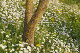 Fototapeta Tęcza - colorful spring flowers and blossoms