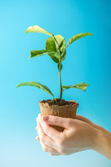 Wall Mural - Sprout of new green tree in soil in human hands on blue background. Concept of environmental protection. Earth day