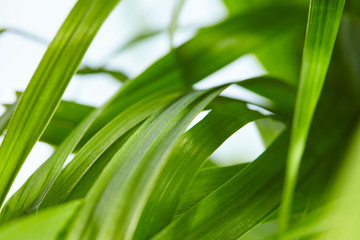 water drops on the green grass