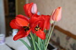 Tulip flowerpot in the kitchen interior. Tulips stand on the table