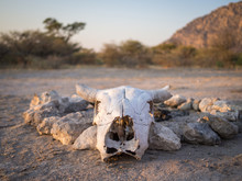 White Cow Skull In Front Of Camp Fire Rock Circle In Kalahari Desert Of Botswana, Africa