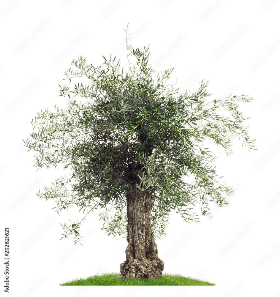 rhododendron onlineshop Jetzt Rhododendron 'Catawbiense Grandiflorum' online kaufen bei Bohlken  Pflanzenversand  Bohlken Pflanzenversand GbR