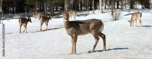 Zdjęcie XXL jelenie w zimie