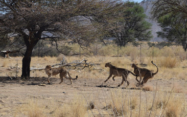 Wall Mural - Cheetah in Namibia