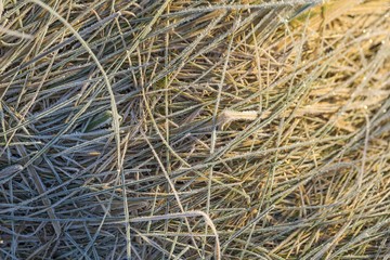 Wall Mural - Rime on grass, top view shot