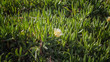 Flower Nature grass 