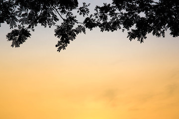 Wall Mural - Beautiful blue and yellow sky with a branch of tree silhouetted for background, backdrop, image resource and other use.