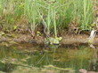 Ringelnatter frisst Frosch - Grass snake eats frog