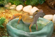 Yellow common leopard gecko standing in a water drinking bowl in terrarium