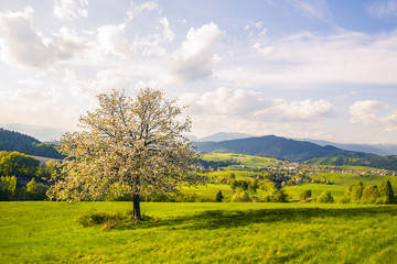 spring meadow with blossoming cherries