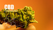 Close Up Marijuana Buds in mans hand  with warm background. Medical marijuana bud