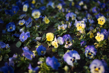 Wall Mural - Yellow pansy flower with dark bokeh blurred background