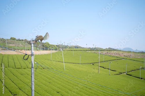 若葉色の茶畑 Buy This Stock Photo And Explore Similar Images At 若葉色の茶畑 Buy This Stock Photo And Explore Similar Images At
