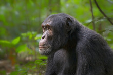 Chimp In Kibale Forest;  Uganda