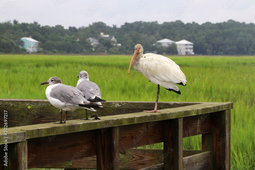Huntington Beach State Park Marshes