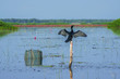 © FootageLab - Indian Cormorant Bird (Phalacrocorax fuscicollis) Drying Wings in Nature at Thale Noi Waterfowl Reserve Lake, Thailand