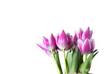 Fototapeta Tulipany - Pink and white tulips as spring or summer flowers.