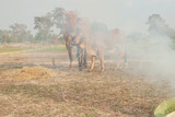 Fototapeta  - Cow in summer drought in Asia